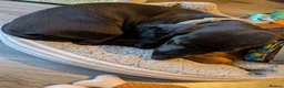 Miniature Dachshund dogs for sale: 2x miniature dachshunds - Advert 17