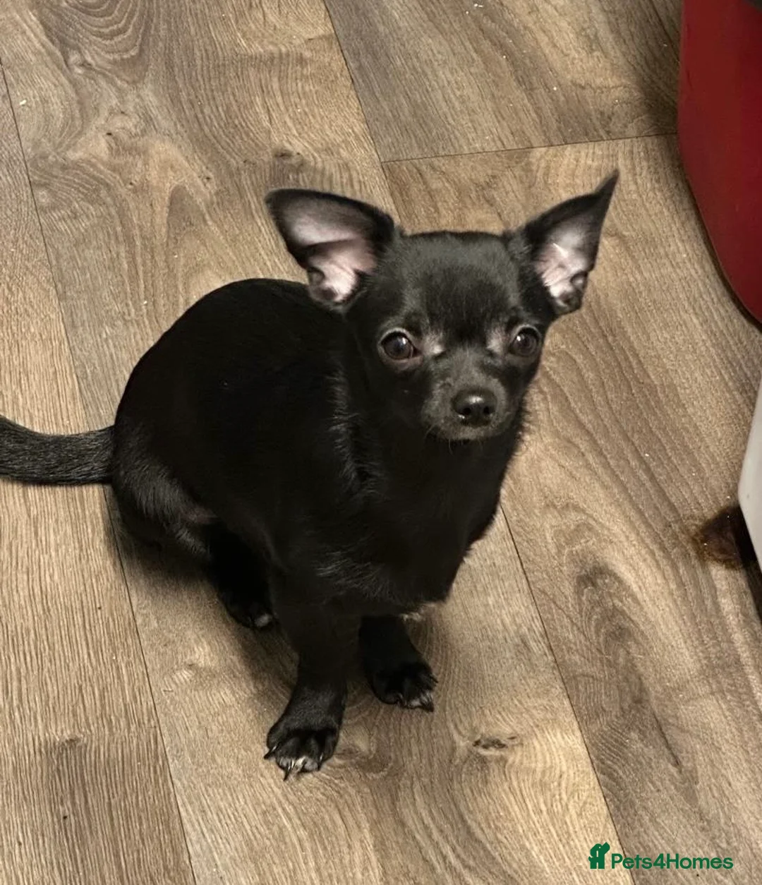 Chihuahua dogs for sale: Purebred Male Chihuahua Puppy - Advert 1