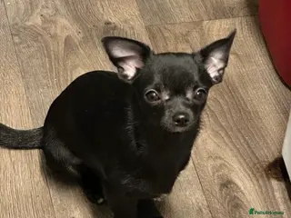 Chihuahua dogs Purebred Male Chihuahua Puppy - Advert 5