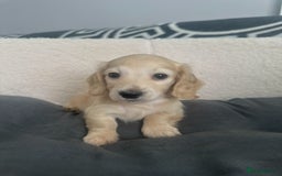 Miniature Dachshund dogs for sale: 2 male longhaired cream mini dachshunds. - Image 11