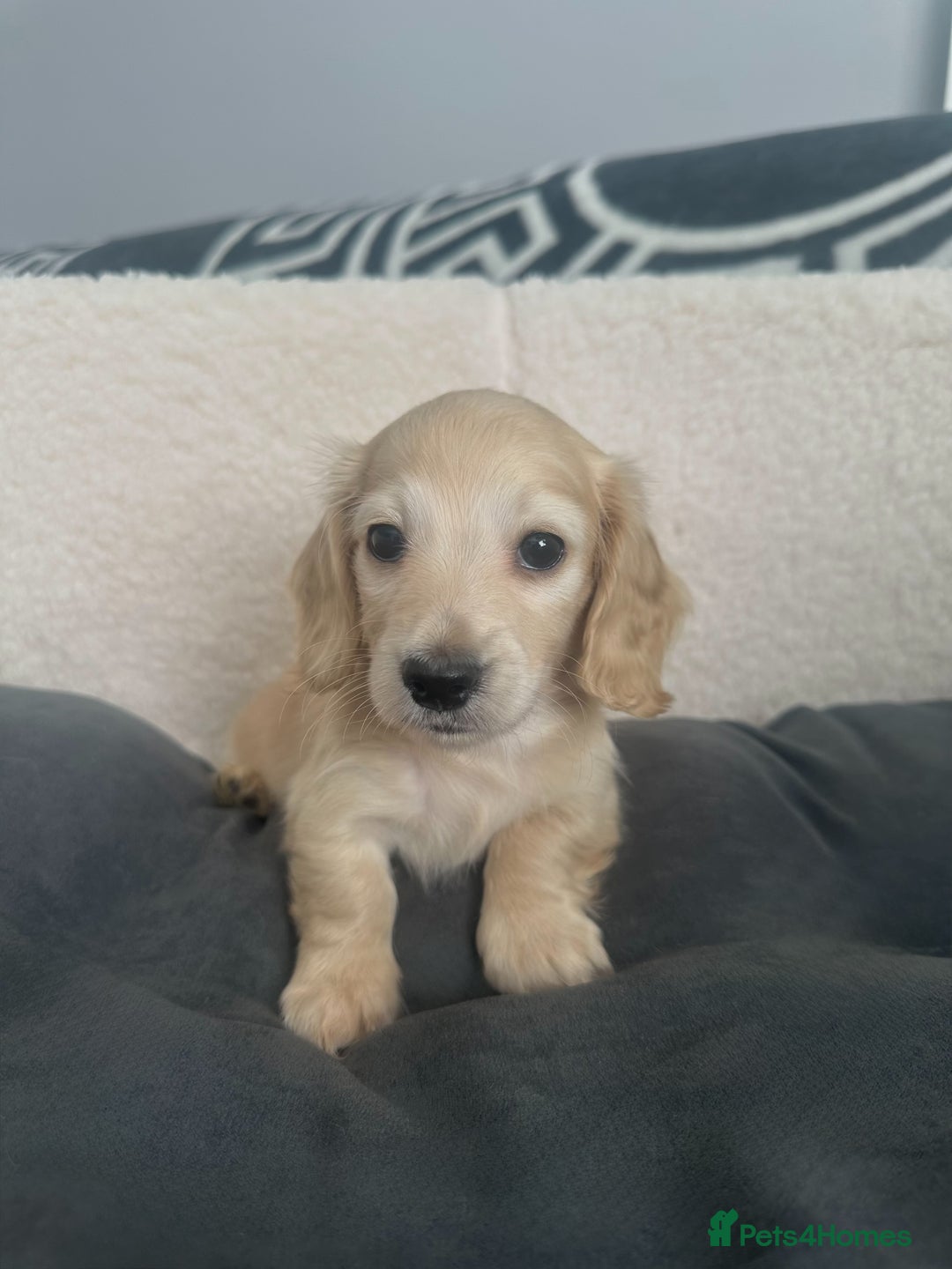 Miniature Dachshund dogs for sale: 2 male longhaired cream mini dachshunds. - Image 11