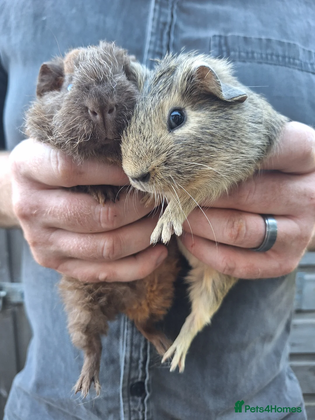 Guinea Pig rodents for sale: Baby Guinea Pigs - Advert 3
