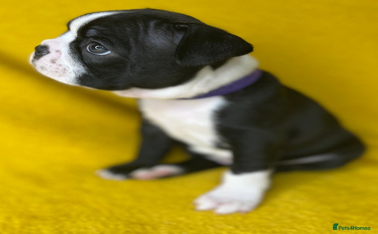Boston Terrier dogs - Advert 2