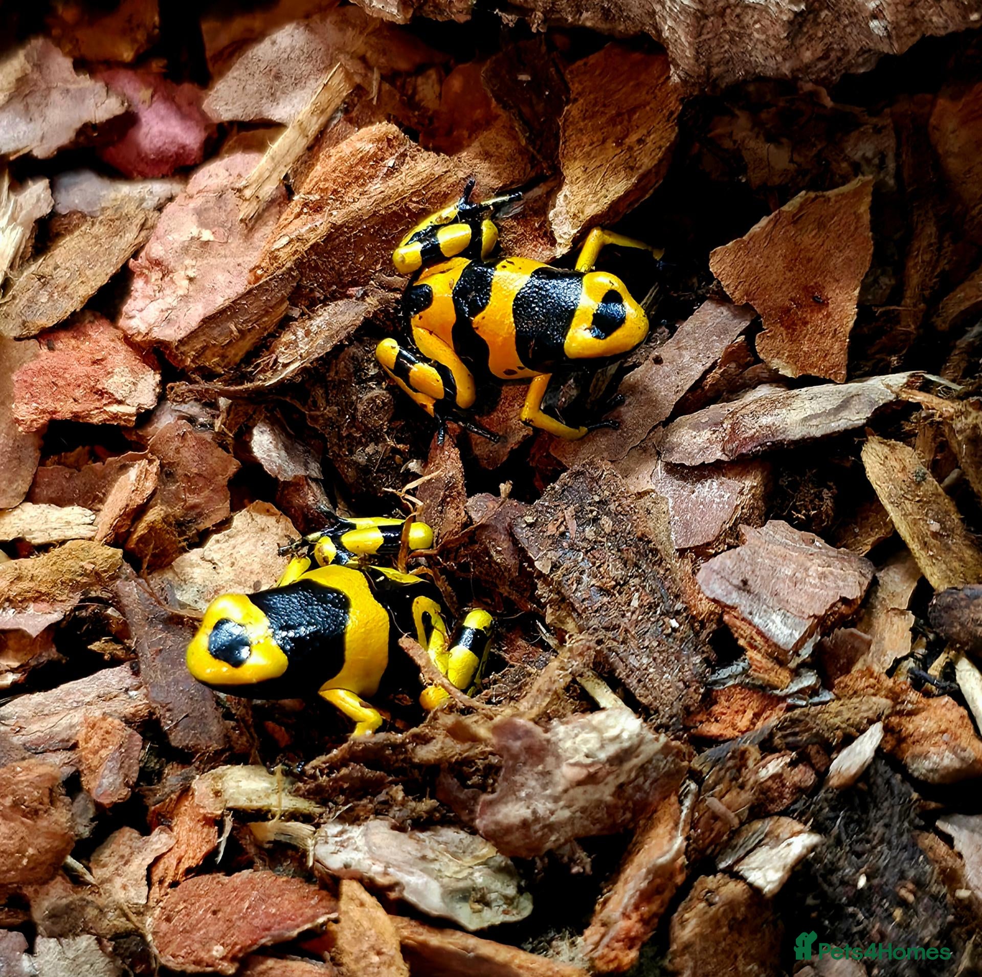 Frog reptiles Bumblebee dart frogs available now ~ £50 each - Advert 1