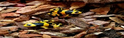 Frog reptiles for sale: Bumblebee dart frogs available now ~ £50 each - Advert 1