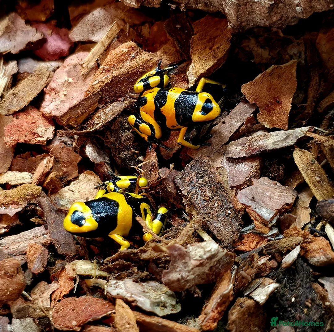 Frog reptiles for sale: Bumblebee dart frogs available now ~ £50 each - Advert 1