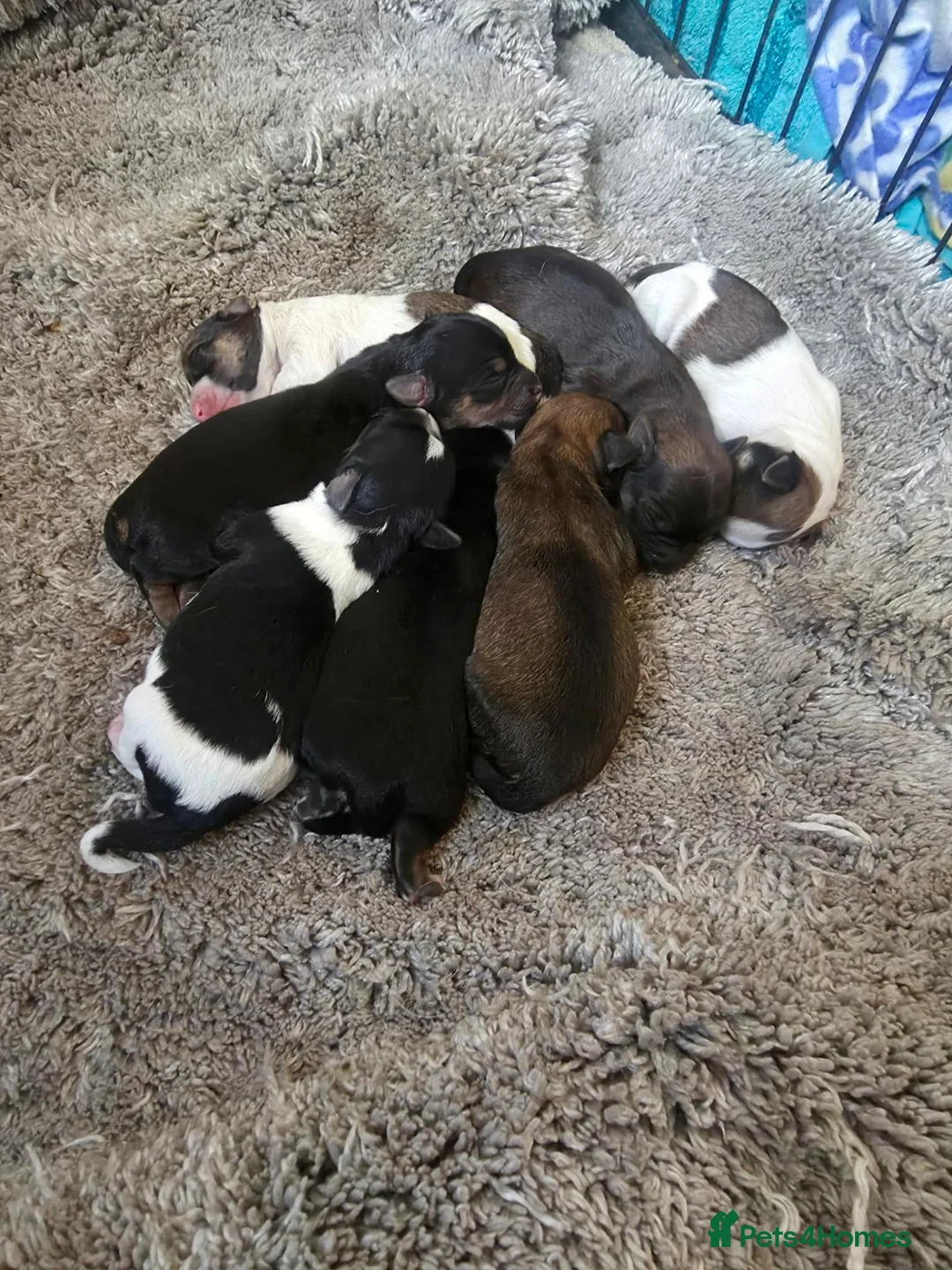 Mixed Breed dogs for sale: Fox terrier cross puppies - Advert 1