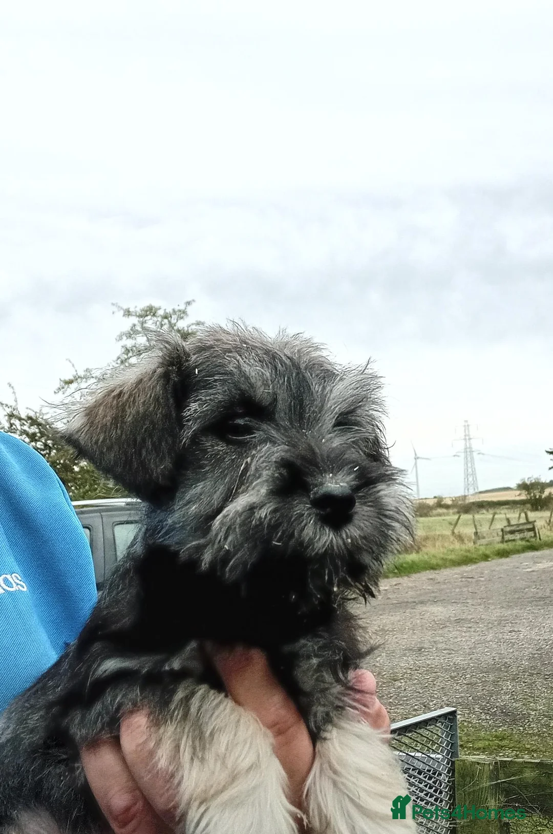 Miniature Schnauzer dogs for sale: Miniature Schnauzer pups  - Advert 5
