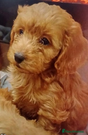 Cockapoo dogs - Advert 4