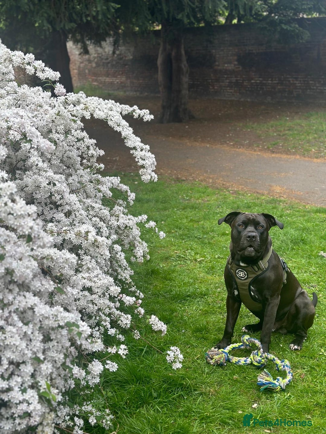 Mixed Breed dogs for stud: Cane Corso x Presa Canario for Stud - Image 5