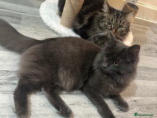 American Shorthair cats Beautiful American shorthair kitten - Advert 15