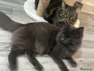 American Shorthair cats Beautiful American shorthair kitten - Advert 2