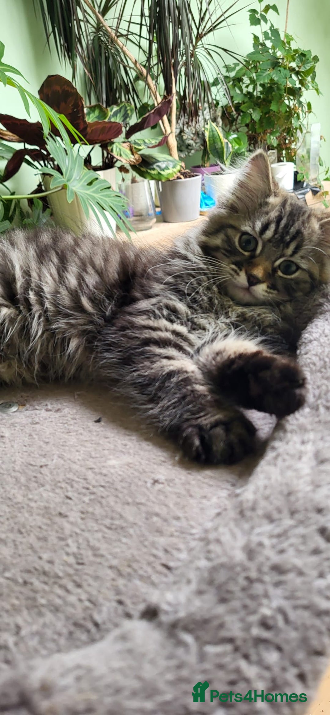 Siberian cats for sale: Beautiful Siberian kittens  - Image 3