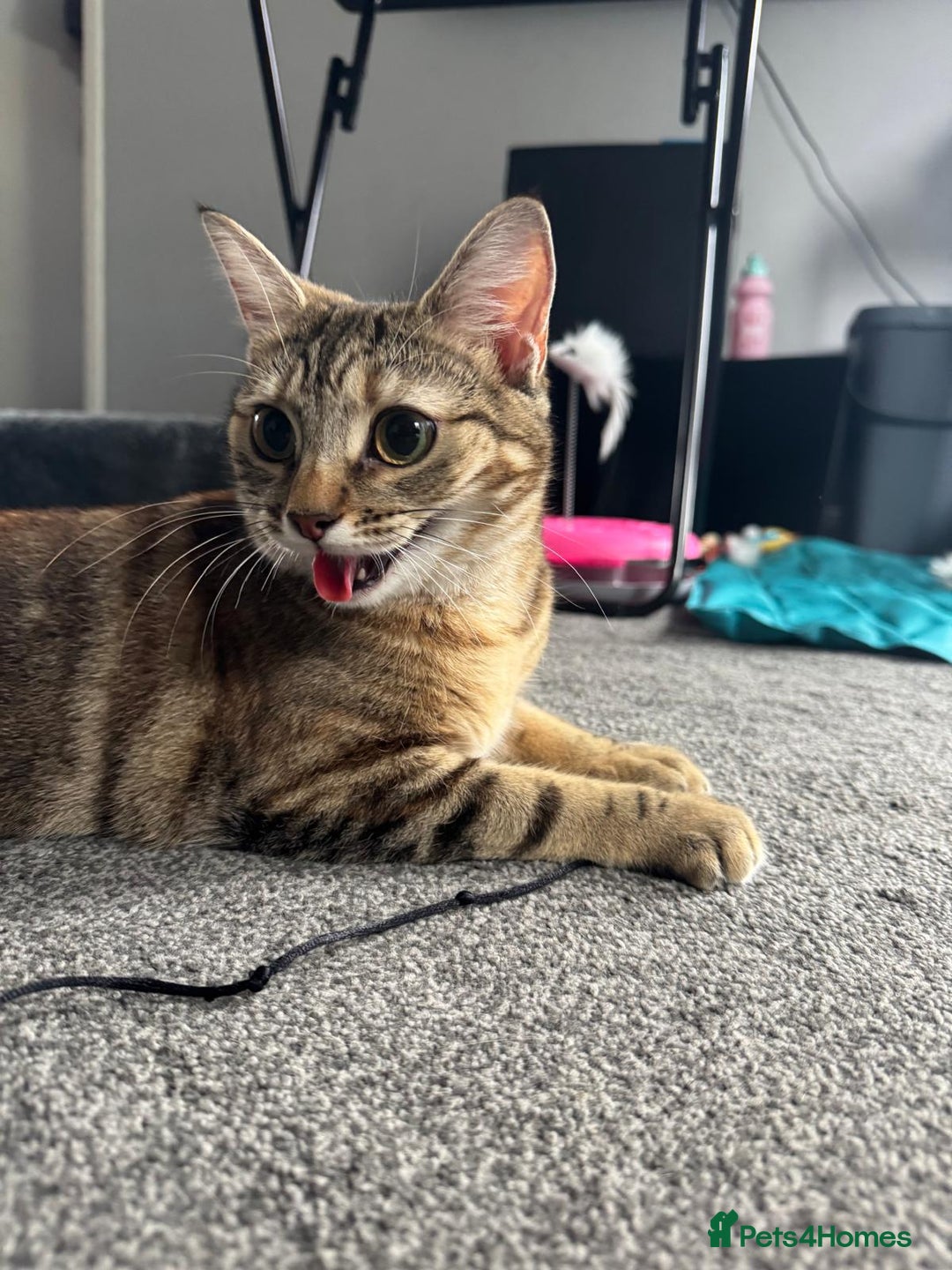 British Shorthair cats for sale: Whiskey - British Shorthair for sale - Advert 7