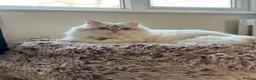 British Longhair cats for sale: British long hair White colour point  - Advert 3