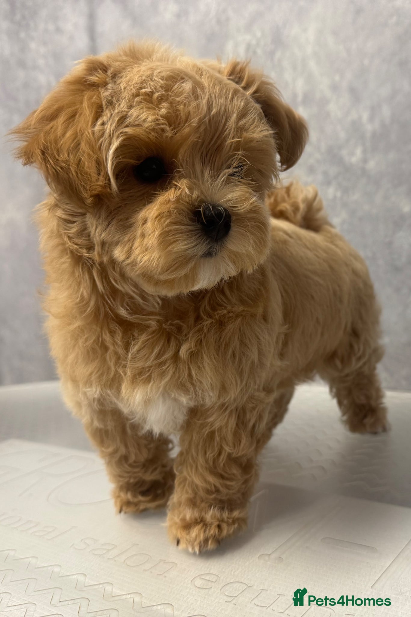 Maltipoo dogs Unique Asian Maltipoo puppies.DNA tested parents. - Advert 1