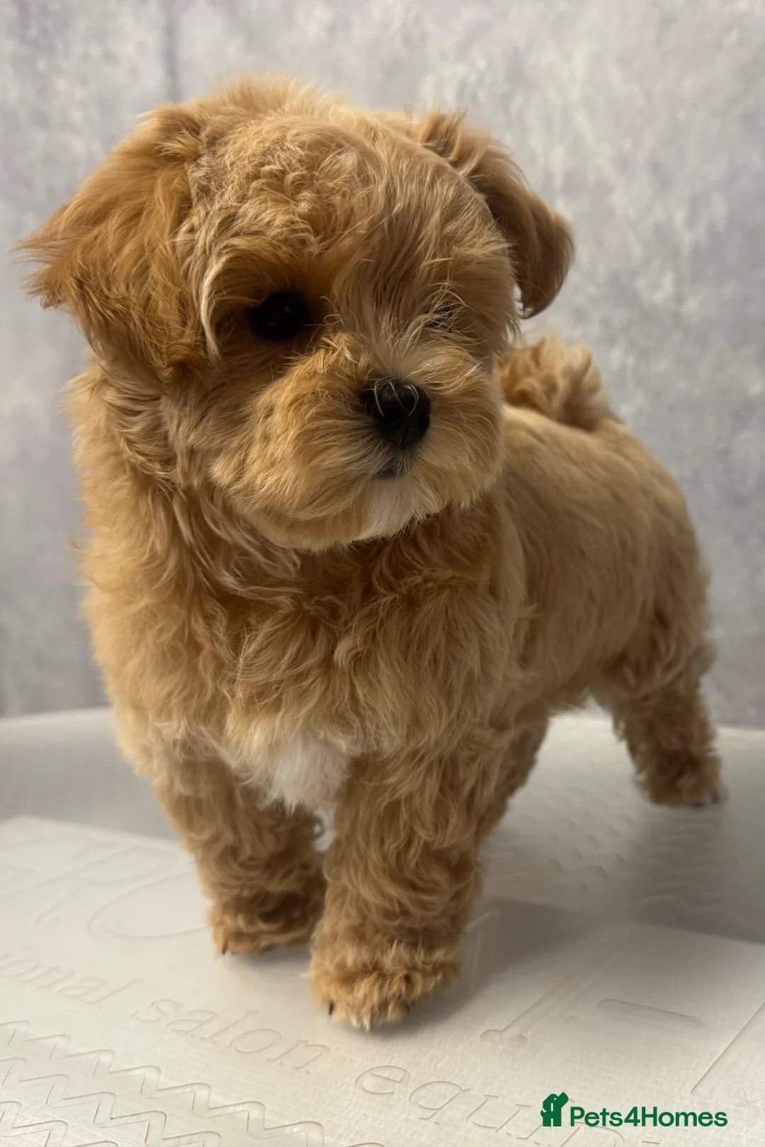 Maltipoo dogs for sale: Unique Asian Maltipoo puppies.DNA tested parents. - Advert 1