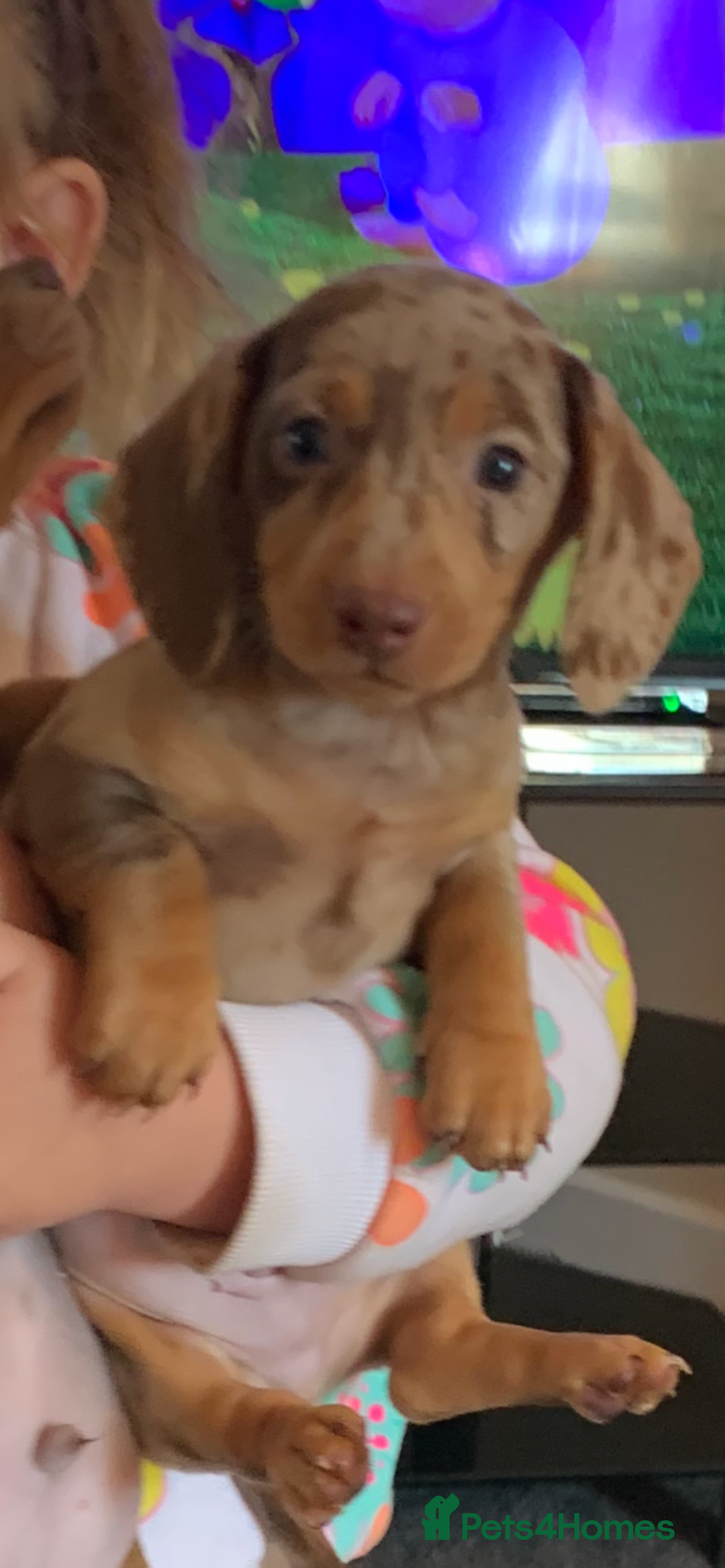 Miniature Dachshund dogs for sale: Minature daschund rainbow litter READY 19th SEPT - Image 9