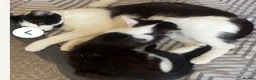 Mixed Breed cats for sale:  **  female  in Rotherham - Advert 2