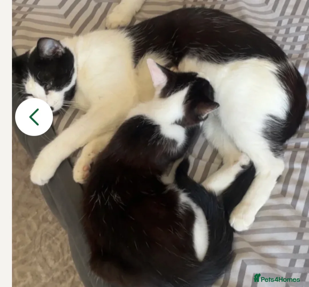Mixed Breed cats for sale:  **  female  in Rotherham - Advert 2