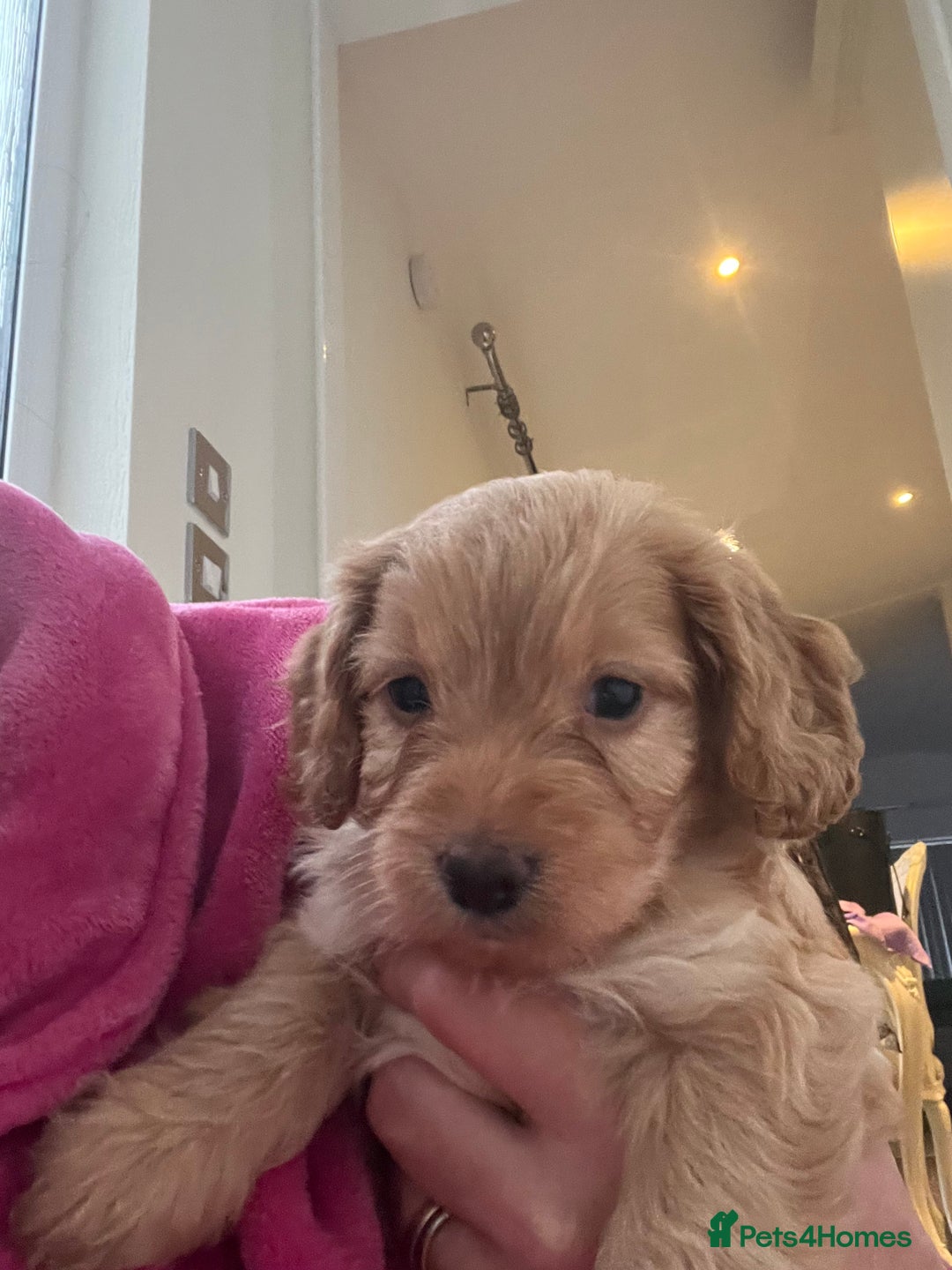 Cockapoo dogs for sale: Adorable beautiful f1 cockerpoo pups - Advert 16