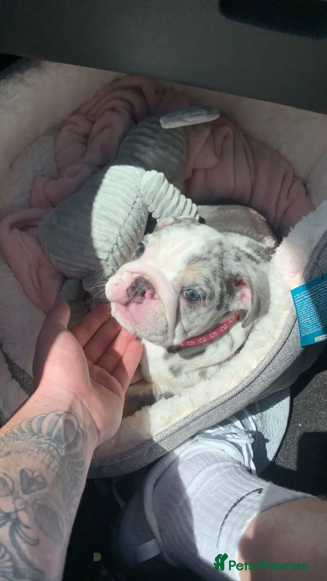 English Bulldog dogs for sale: 3yo Female blue tri English Bulldog  - Advert 10