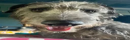 Deerhound dogs for stud: Pedigree Scottish Deerhound stud - Advert 10