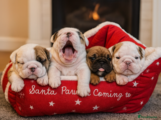 English Bulldog dogs KC REGISTERED ENGLISH BULLDOG PUPPIES TOP QUALITY - Advert 14