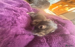 Mini Lion Lop rabbits for sale: Mini lion lops  - Image 6