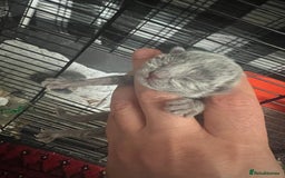 Russian Blue cats for sale: Adorable Russian blue kitten champion bloodline - Image 4