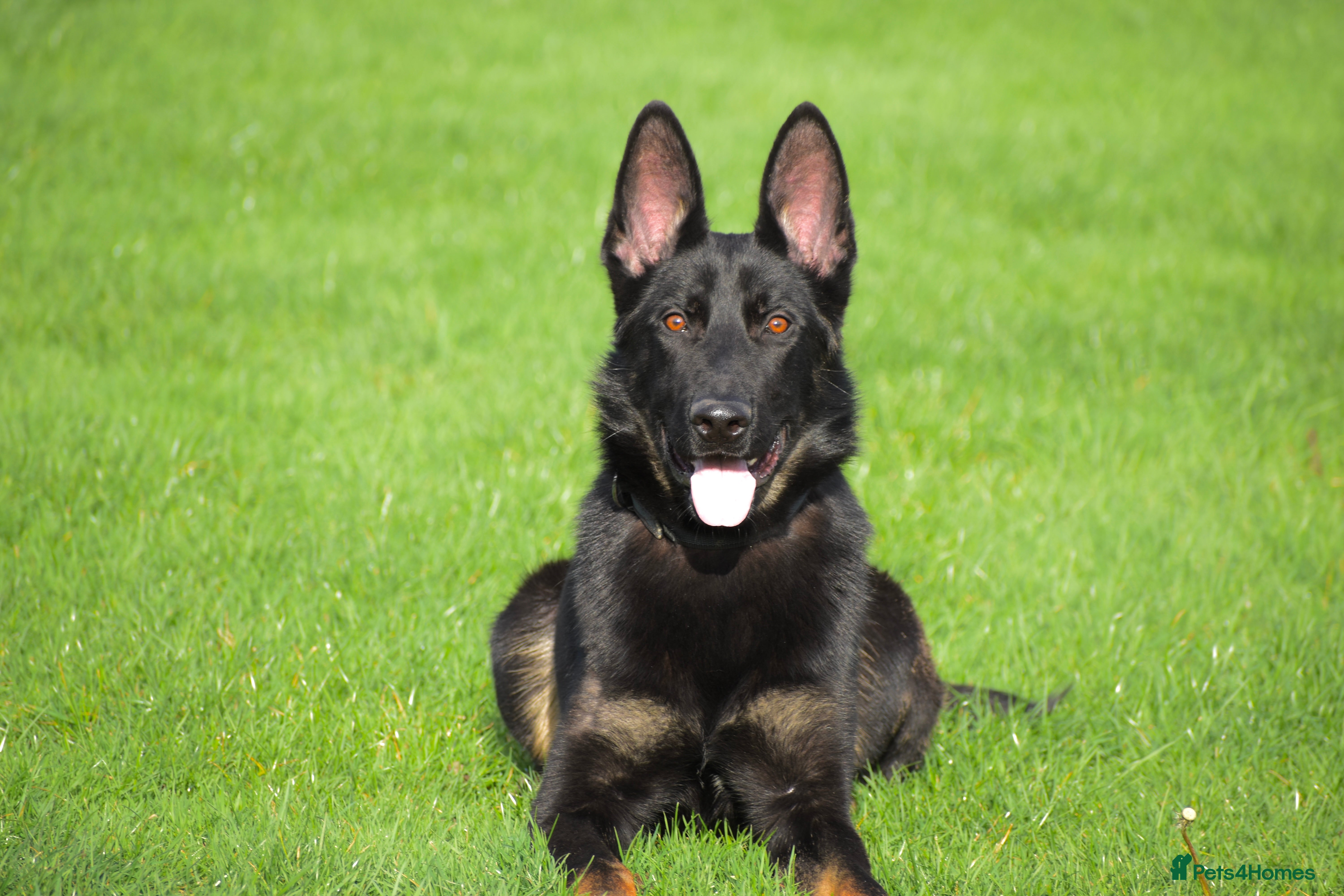 German Shepherd dogs Working Line German Shepherd for sale  - Advert 2