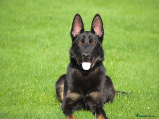 German Shepherd dogs Working Line German Shepherd for sale - Advert 1