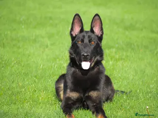 German Shepherd dogs Working Line German Shepherd for sale - Advert 14