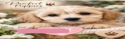 Cavapoo dogs for sale: Rare Blue Merle Cavapoos –Waiting List Open! - Advert 3