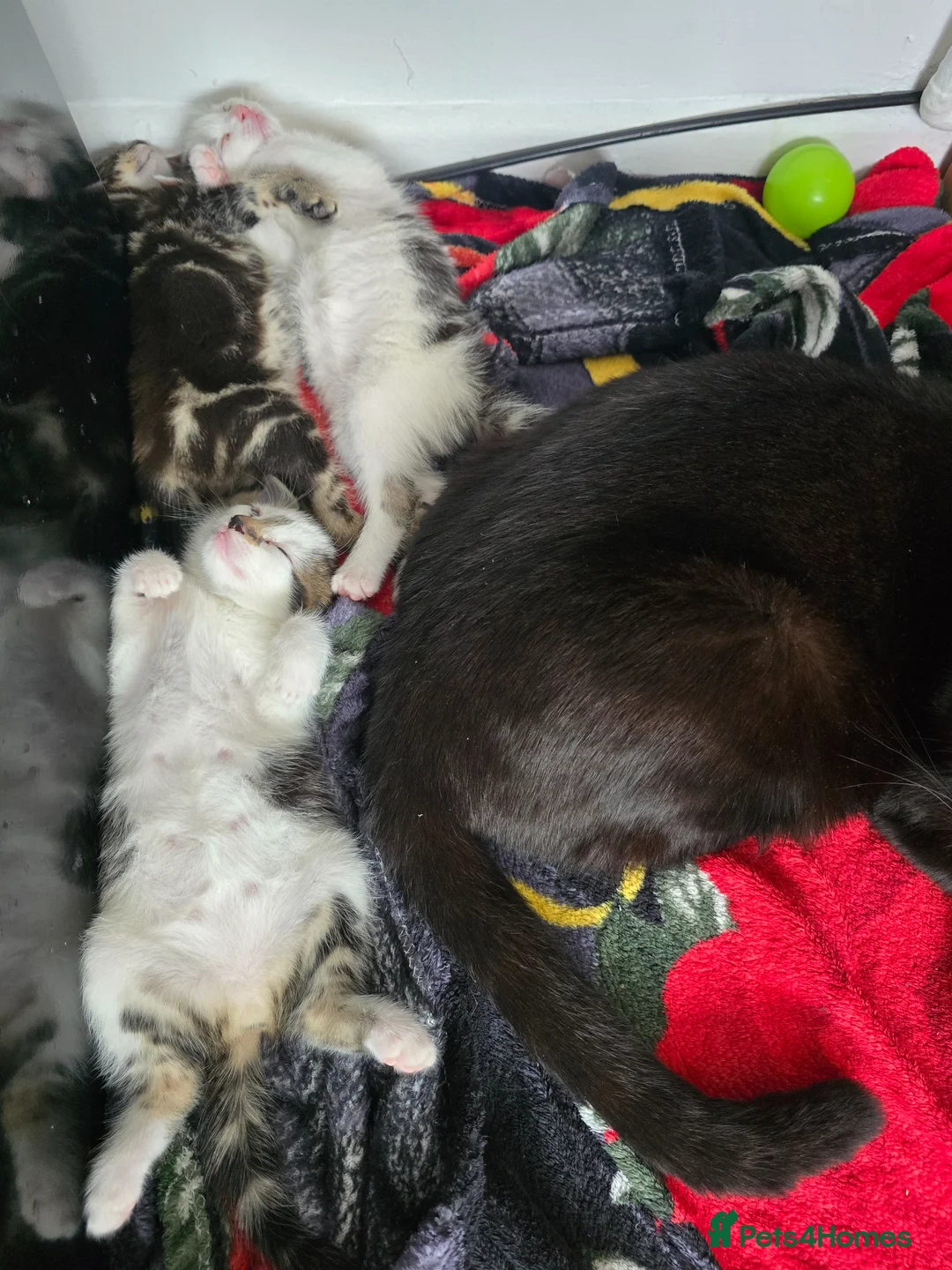 Mixed Breed cats for sale: 3 beautiful kittens  - Advert 6