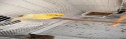 Canaries birds for sale: Gloster canary in Liverpool - Advert 1