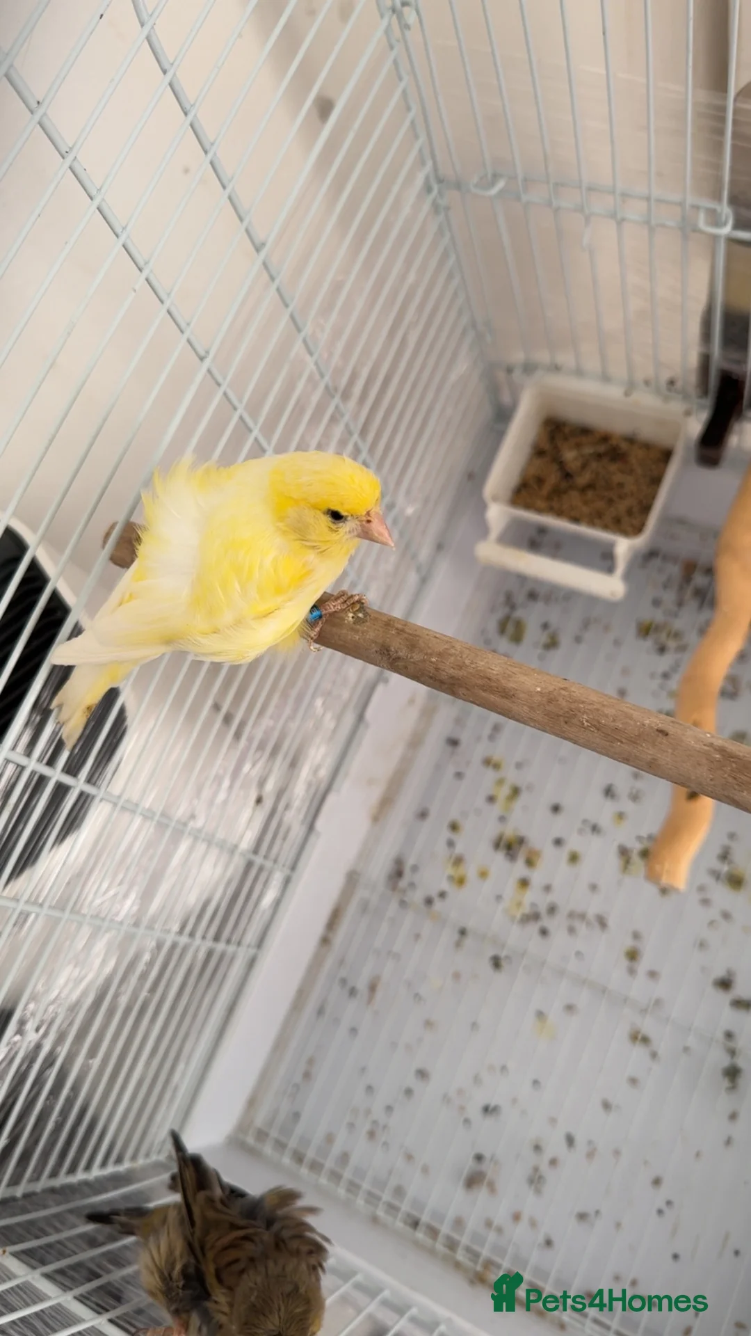Canaries birds for sale: Gloster canary in Liverpool - Advert 1