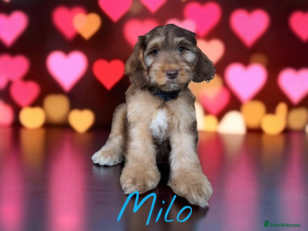 Cockapoo dogs for sale: ⭐️REDUCED⭐️READY NOW⭐️beautiful DNA clear F1 - Image 2