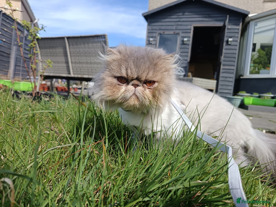 Persian cats for sale: Persian Female - Image 9