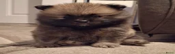 Pomeranian dogs for sale: 2 beautiful pom boys waiting for 4ever homes🥰 - Advert 7