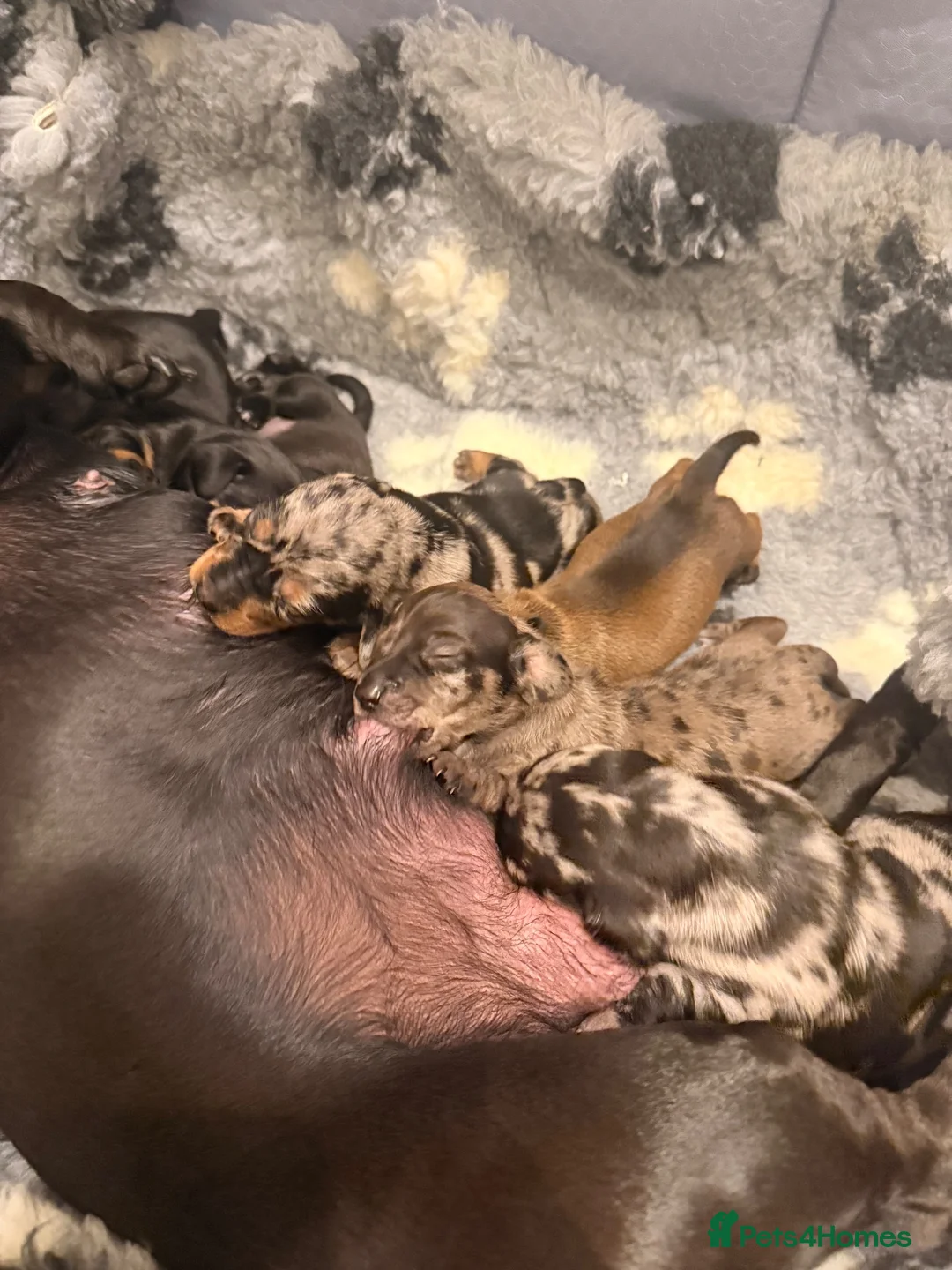 Dachshund dogs for sale: Essex Based Miniature Dachshund Puppies  in Wickford - Advert 10