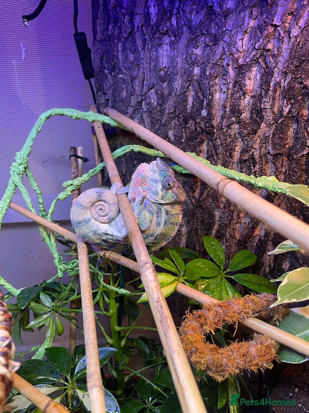 Chameleon reptiles for sale: Male Panther Chameleon and FULL Set Up - Advert 4