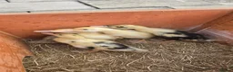 Ducks poultry for sale: Indian Runner Ducklings For Sale in Beverley - Advert 2