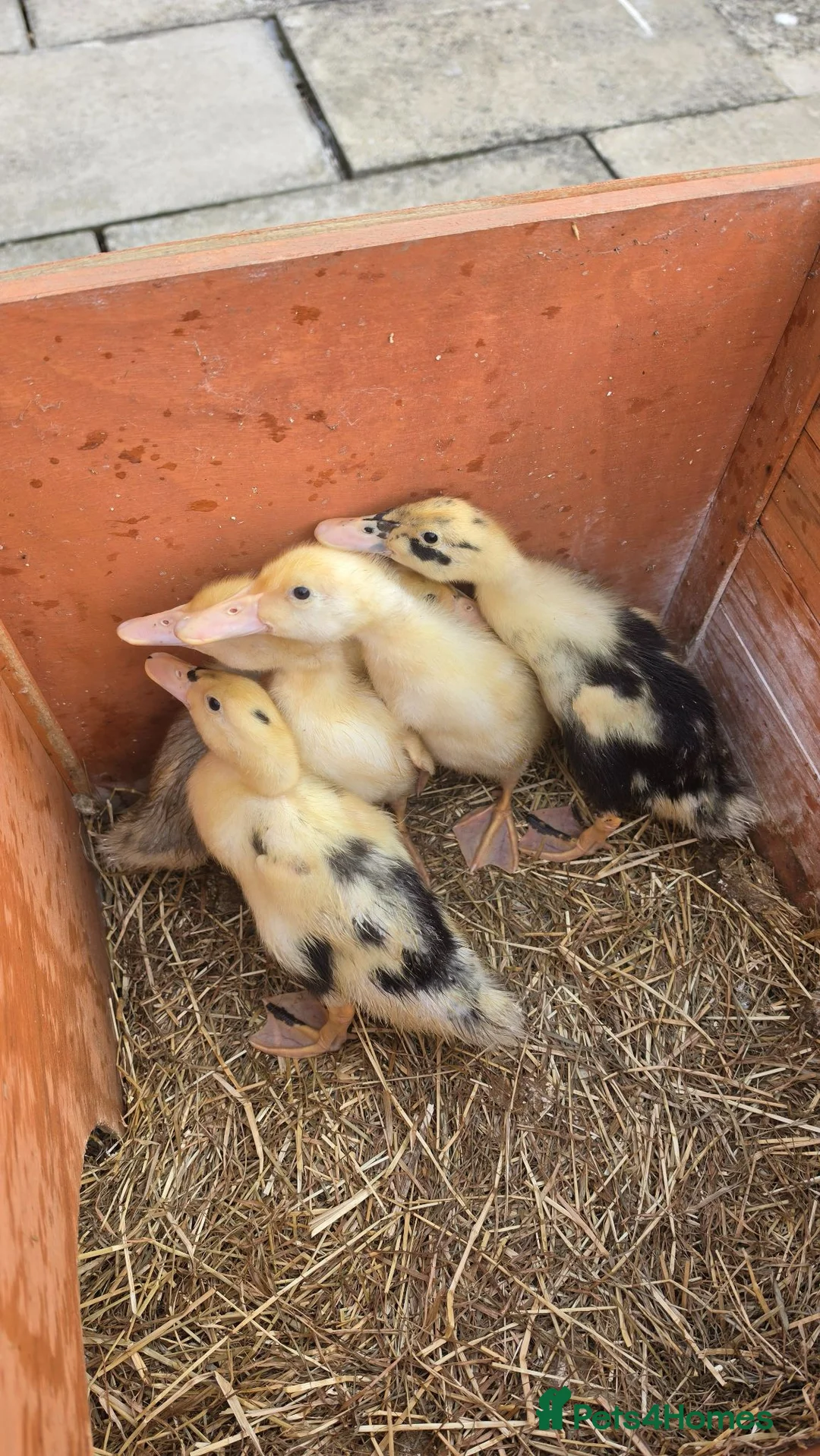 Ducks poultry for sale: Indian Runner Ducklings For Sale in Beverley - Advert 2