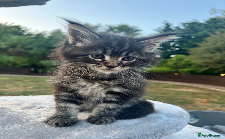 Maine Coon cats - Advert 15