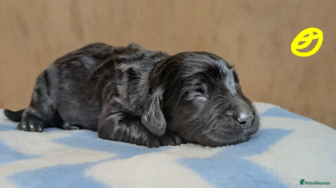 Sprocker dogs for sale: Gorgeous sprockers - Advert 4