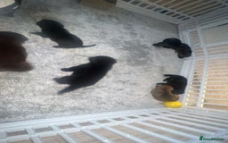 German Shepherd dogs for sale: German shepard pups - Image 1