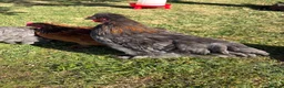 Chickens poultry for sale: 2x Bantam cockerels  in Holmfirth - Advert 12