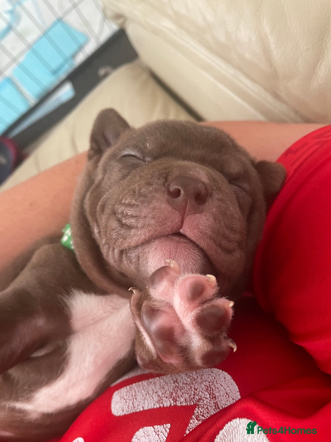 Mixed Breed dogs for sale: Pocket bully cross Chow Chow puppies for sale - Image 2