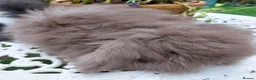 Angora rabbits for sale: TEDDYWIDDER BABIES  - Advert 3